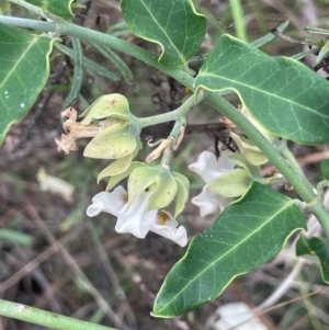 Araujia sericifera at Mount Ainslie - 29 Feb 2024 11:01 AM