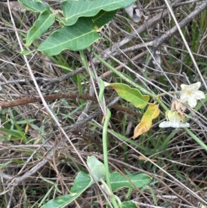 Araujia sericifera at Mount Ainslie - 29 Feb 2024