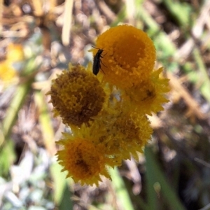 Dasytinae (subfamily) at Franklin Grassland (FRA_5) - 11 Feb 2024