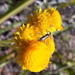 Dasytinae (subfamily) at Franklin Grassland (FRA_5) - 11 Feb 2024