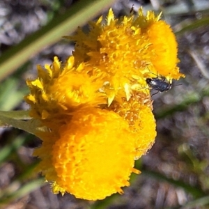 Dasytinae (subfamily) at Franklin Grassland (FRA_5) - 11 Feb 2024