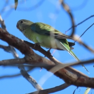 Psephotus haematonotus at Macarthur, ACT - 12 Mar 2024