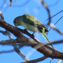 Psephotus haematonotus at Macarthur, ACT - 12 Mar 2024