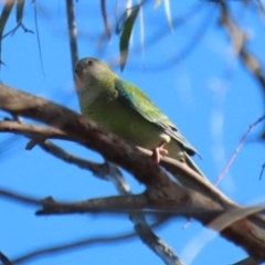 Psephotus haematonotus at Macarthur, ACT - 12 Mar 2024