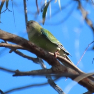 Psephotus haematonotus at Macarthur, ACT - 12 Mar 2024