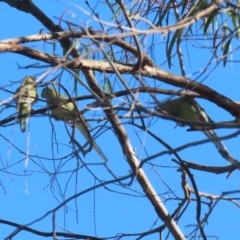 Psephotus haematonotus at Macarthur, ACT - 12 Mar 2024