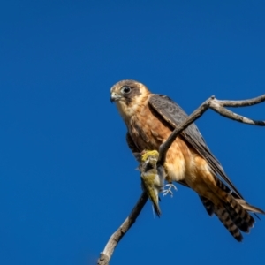 Falco longipennis at Pialligo, ACT - 12 Mar 2024