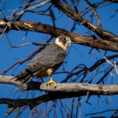 Falco longipennis at Pialligo, ACT - 12 Mar 2024