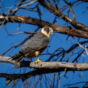 Falco longipennis at Pialligo, ACT - 12 Mar 2024