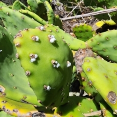 Dactylopius opuntiae (Prickly Pear Cochineal) by HarleyB