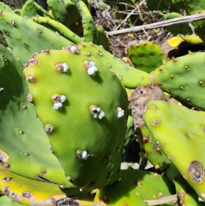 Dactylopius opuntiae (Prickly Pear Cochineal) by HarleyB