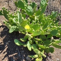 Opuntia stricta (Common Prickly Pear) at Oaks Estate, ACT - 12 Mar 2024 by HarleyB