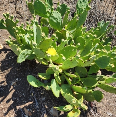 Opuntia stricta (Common Prickly Pear) at Oaks Estate, ACT - 12 Mar 2024 by HarleyB