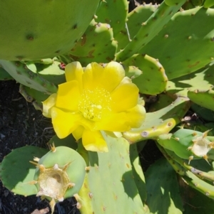 Opuntia stricta at Molonglo Gorge - 12 Mar 2024 01:18 PM