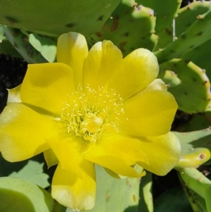 Opuntia stricta at Molonglo Gorge - 12 Mar 2024 01:18 PM