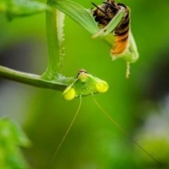 Unidentified Praying mantis (Mantodea) at Ainslie, ACT - 11 Mar 2024 by trevsci