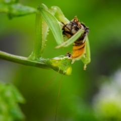 Mantidae (family) adult or nymph at Ainslie, ACT - suppressed