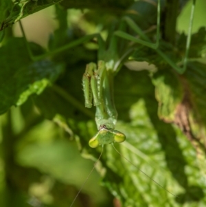 Mantidae (family) adult or nymph at Ainslie, ACT - suppressed