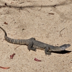 Varanus rosenbergi (Heath or Rosenberg's Monitor) at Namadgi National Park - 10 Mar 2024 by ChrisHolder