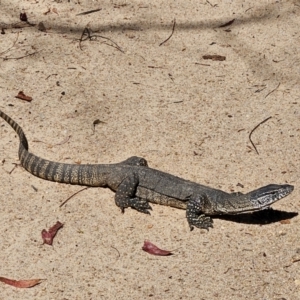 Varanus rosenbergi at Namadgi National Park - suppressed