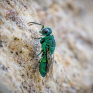 Chrysididae (family) at Ainslie, ACT - suppressed