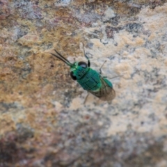 Chrysididae (family) at Ainslie, ACT - 11 Mar 2024