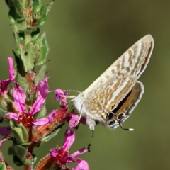 Lampides boeticus (Long-tailed Pea-blue) at Acton, ACT - 11 Mar 2024 by DonTaylor