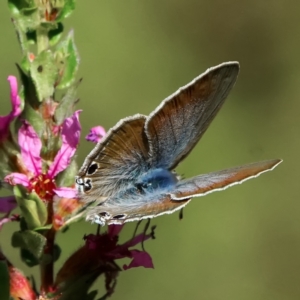 Lampides boeticus at ANBG - 12 Mar 2024