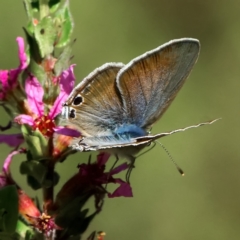 Lampides boeticus at ANBG - 12 Mar 2024