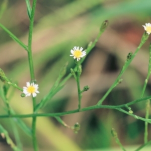 Symphyotrichum subulatum at Belvoir Park - 11 Mar 2024