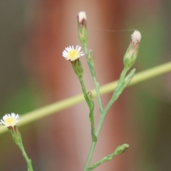 Symphyotrichum subulatum at Belvoir Park - 11 Mar 2024