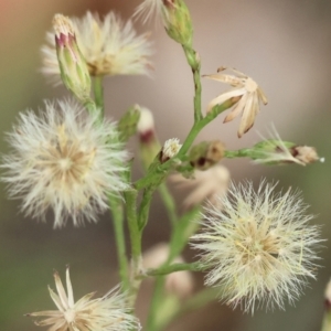 Symphyotrichum subulatum at Belvoir Park - 11 Mar 2024