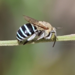 Amegilla sp. (genus) (Blue Banded Bee) at Belvoir Park - 11 Mar 2024 by KylieWaldon