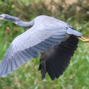 Egretta novaehollandiae at Belvoir Park - 11 Mar 2024