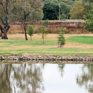 Egretta novaehollandiae at Belvoir Park - 11 Mar 2024