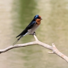 Hirundo neoxena (Welcome Swallow) at Wodonga, VIC - 11 Mar 2024 by KylieWaldon