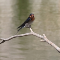 Hirundo neoxena at Belvoir Park - 11 Mar 2024 12:03 PM
