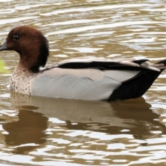 Chenonetta jubata (Australian Wood Duck) at Belvoir Park - 11 Mar 2024 by KylieWaldon