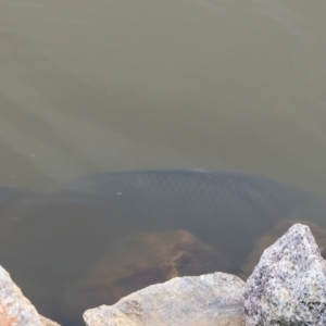 Cyprinus carpio at Belvoir Park - 11 Mar 2024 12:37 PM