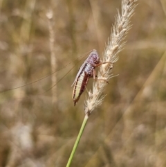 Conocephalus semivittatus (Meadow katydid) at Young, NSW - 12 Mar 2024 by Csteele4