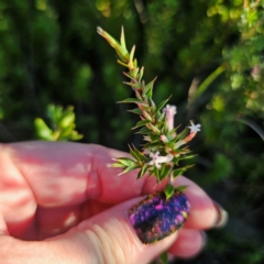 Leucopogon neoanglicus (A Beard-Heath) at Boolijah, NSW - 10 Mar 2024 by Csteele4