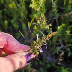 Leucopogon neoanglicus at Morton National Park - 10 Mar 2024