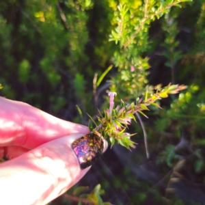 Leucopogon neoanglicus at Morton National Park - 10 Mar 2024