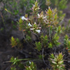 Leucopogon neoanglicus at Morton National Park - 10 Mar 2024