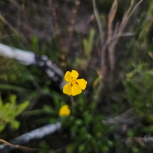 Goodenia bellidifolia at Morton National Park - 10 Mar 2024 07:17 PM