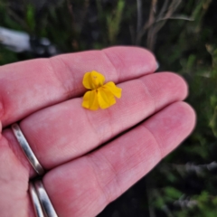 Goodenia bellidifolia at Morton National Park - 10 Mar 2024 07:17 PM