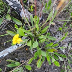 Goodenia bellidifolia at Morton National Park - 10 Mar 2024