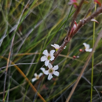 Leptospermum (genus) (Tea Tree) at Morton National Park - 10 Mar 2024 by Csteele4