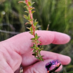 Leptospermum sp. at Morton National Park - 10 Mar 2024 07:19 PM