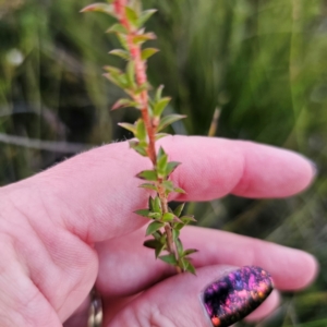 Leptospermum sp. at Morton National Park - 10 Mar 2024 07:19 PM
